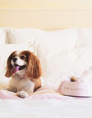 A King Charles Cavalier lies on bed with a pink dog bowl that says The Langham. (Image: The Langham)
