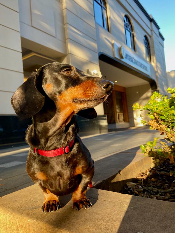A dachshund stands outside the InterContinental Double Bay.(Image: InterContinental Double Bay)