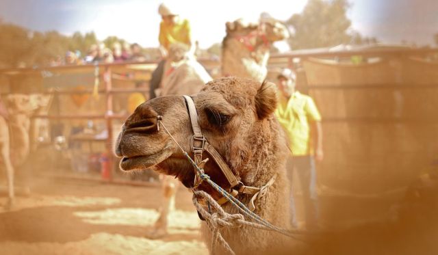 Racing focus: A Camel Cup competitor psychs up