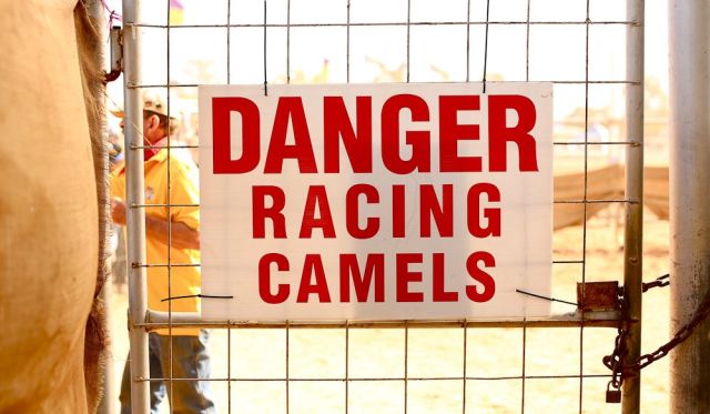 Beware racing camels Alice Springs