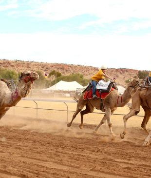 <p><i>Camel Cup</i>: behind the <strong>Alice Springs</strong> outback bizarre</p>
