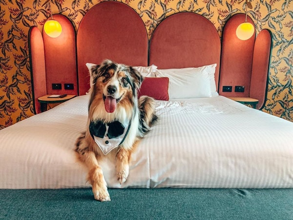 Dog on the bed at Ovolo The Valley (Image: @bozzie.the.aussie)