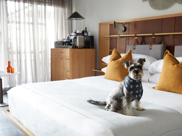 A schnauzer sits on a bed at Pier One. (Image: Pier One)