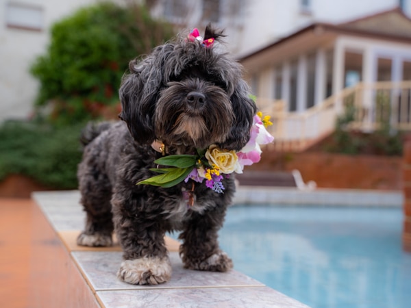 A small, black dog is covered in flowers as it stands beside the pool at Mercure Canberra. (Image: Mercure Canberra)
