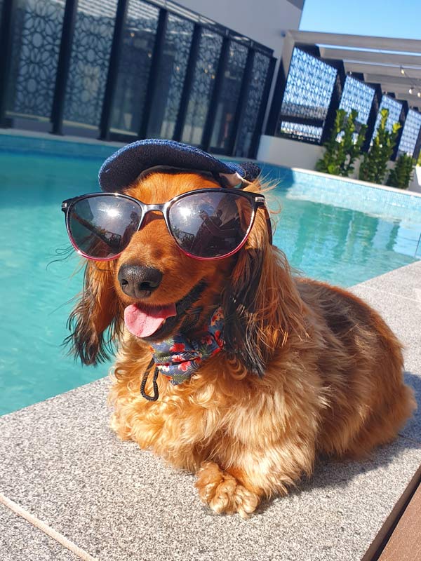 Dachshund with sunglasses and a hat at Quest Robina's pool. (Image: Quest Robina)