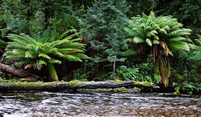 Styx River Tasmania