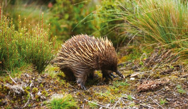 Echinda No we're serious Styx Valley Tasmania.