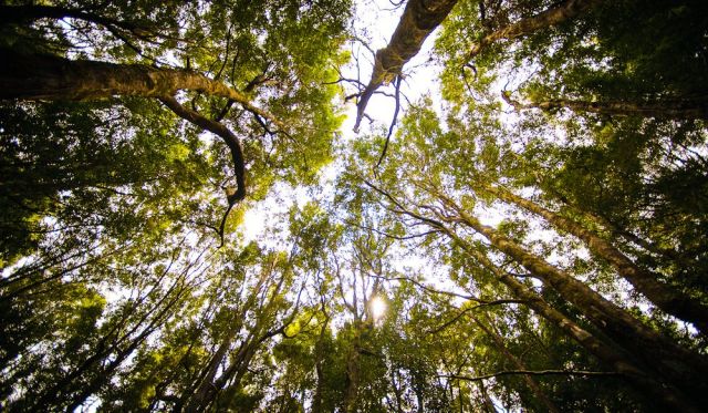 Huon Pine Walk Styx Valley Tasmania