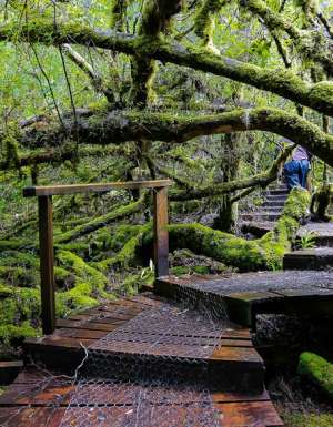 Styx Big Tree Reserve Tasmania