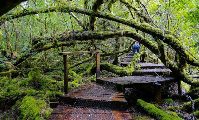 Styx Big Tree Reserve Tasmania