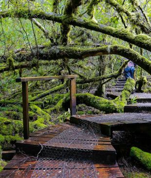 <p><strong>Styx Valley</strong> &#8211; <i>Tasmania&#8217;s Valley of the Giants</i></p>
