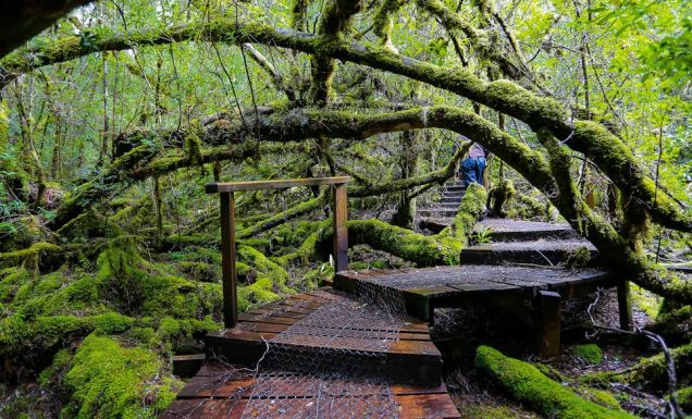 Styx Big Tree Reserve Tasmania