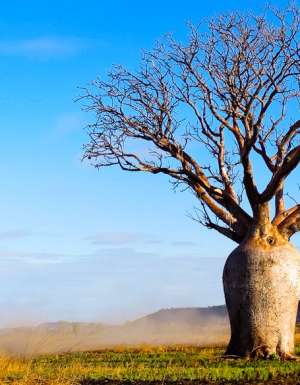 Boab on the back road Wyndham to Kununurra
