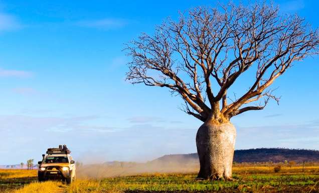 Boab on the back road Wyndham to Kununurra