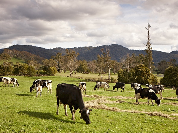 Pyengana Dairy Company