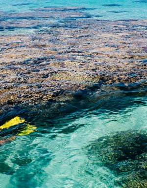 Snorkelling/diving the Great Barrier Reef