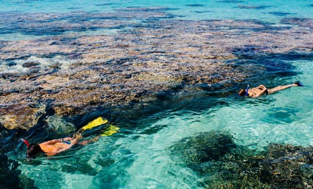 Snorkelling/diving the Great Barrier Reef