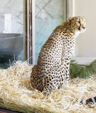 <p><i>The zoo stay with all the creature comforts</i></p>
