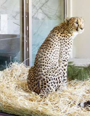 cheetah at Jamala Wildlife Lodge