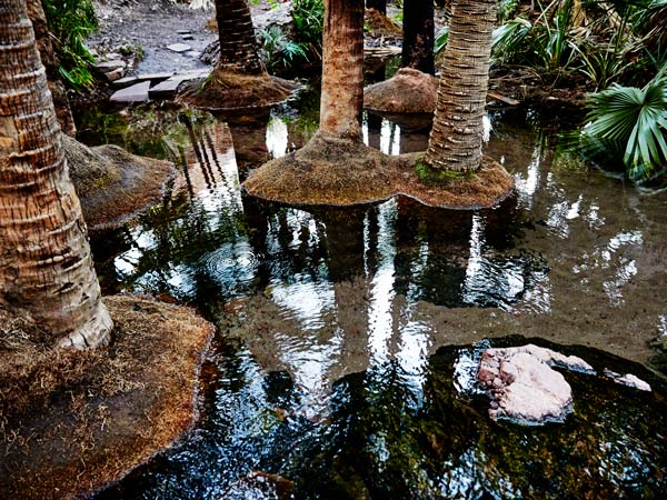 Zebedee Springs, El Questro Wilderness Park. (Image: Tourism Western Australia)