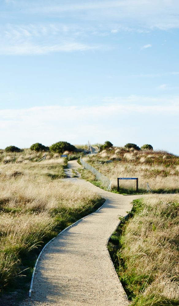 Coastal grasses Bay of Fires