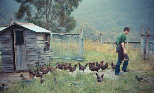 Agrarian Kitchen cooking school chickens