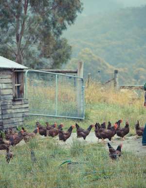 Agrarian Kitchen cooking school chickens
