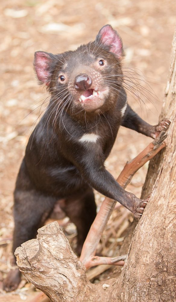 Tassie devils at Monarto Zoo.