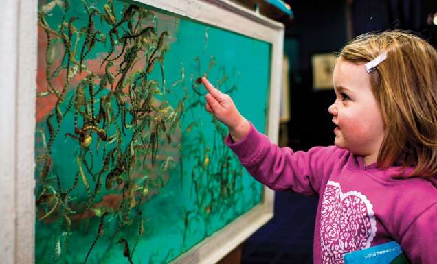 Seahorse World_Rob Burnett (5)