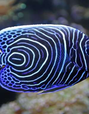 emperor angelfish Great Barrier Reef