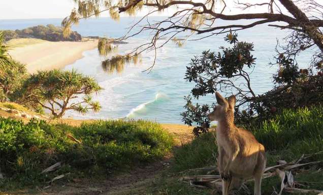 A kangaroo checks out the surf on North Stradbroke Island