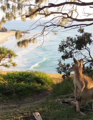 A kangaroo checks out the surf on North Stradbroke Island