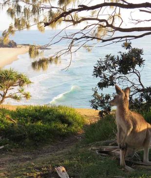 <p><i>A guide to</i> <strong>North Stradbroke Island</strong> (<strong>Minjerribah</strong>)</p>
