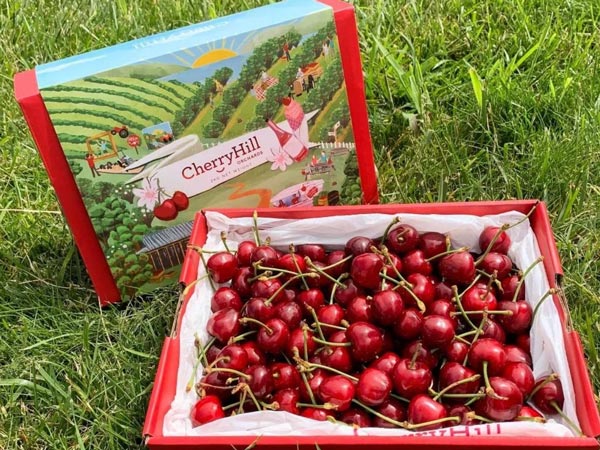 ripe cherries, Cherryhill Orchards