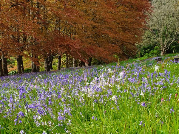 lavenders in full bloom, Cloudehill Nursery at Yarra Valley gardens