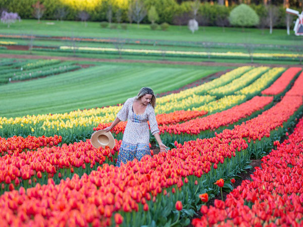majestic floral carpet, Tesselaar Tulip Festival