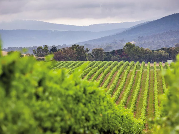 vineyard, Yarra Valley gardens