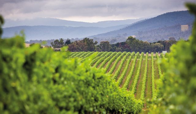 One of the beautiful vineyards that strip the fertile Yarra Valley