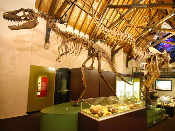 a dinosaur fossil display at Australian Fossil and Mineral Museum