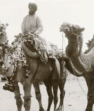 <p><i>The cameleers role</i> in shaping <strong>Australia</strong></p>

