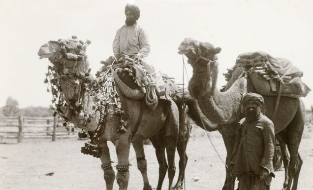 cameleers history australia outback