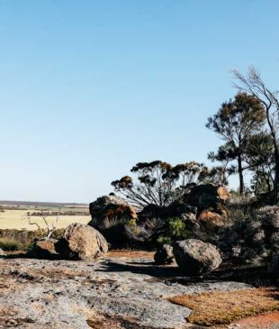 <p><i>Road trip</i>: <strong>Perth</strong> to Wave Rock</p>
