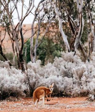 <p><i>Road trip</i>: <strong>Esperance</strong> to <strong>Kalgoorlie</strong></p>
