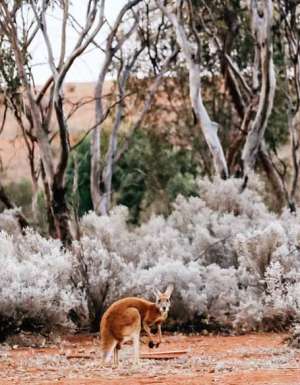 western australia outback roadtrips golden outback