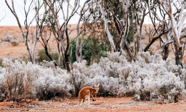 western australia outback roadtrips golden outback