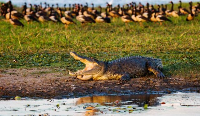 wild walks northern territory