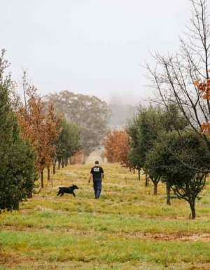 Truffle Canberra farm hunting
