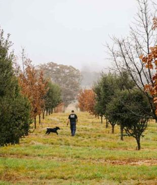 <p><i>The Top 10 ways to enjoy</i> <strong>Australia</strong> like a gastronome</p>
