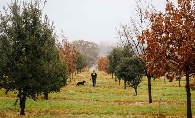 Truffle Canberra farm hunting