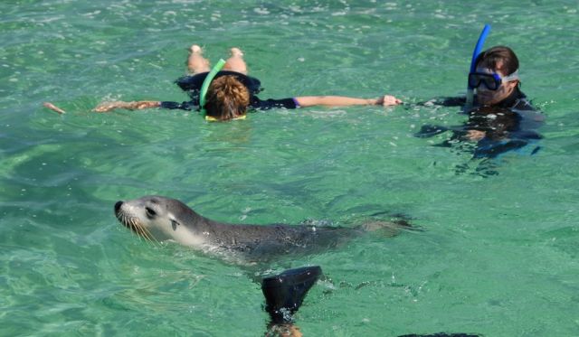 Snorkel with sea lions in South Australia.